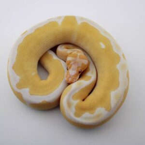 Albino Ball Python for Sale