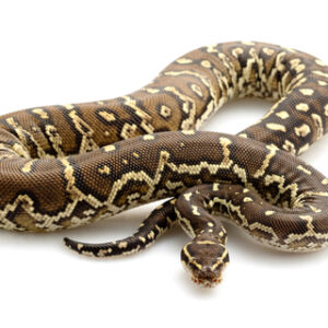 Angolan Python for Sale