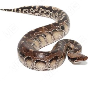 Black Blood Python for Sale