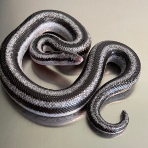 Anery Magdalena Rosy Boa for sale