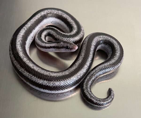 Anery Magdalena Rosy Boa for sale