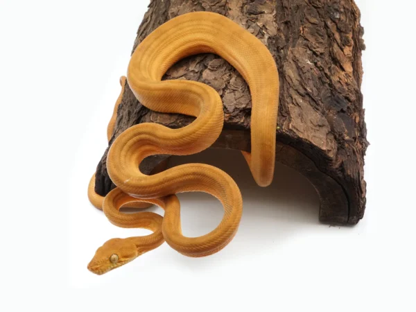 Patternless Yellow Colored Amazon Tree Boa for sale