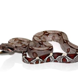 Yearling Suriname Redtail Boa for sale