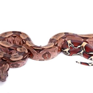 Yearling Female High Pink Guyana Redtail Boa for sale