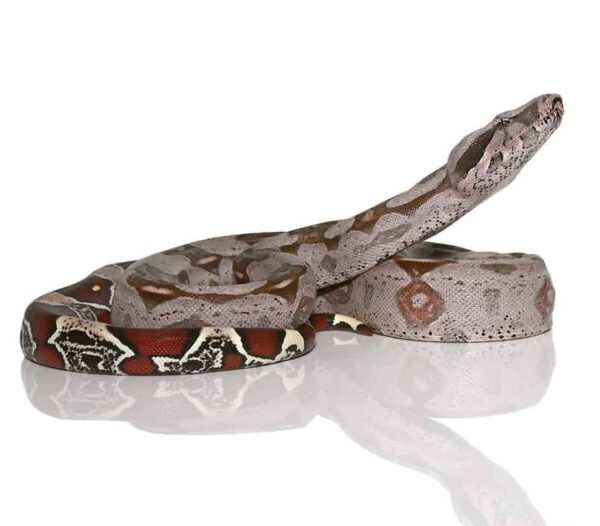 Yearling Guyana Redtail Boa for sale