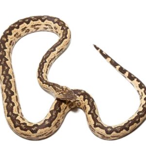 White San Isabel Island Ground Boa for sale